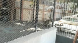 Hungry Chlorocebus aethiops Got Feed Carrots By Visitors