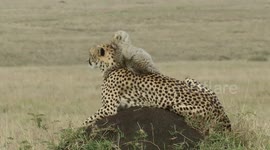 Tiny cheetah cub sits on mum's head to admire the Kenyan savannah