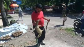 Guard at soccer stadium throws out rowdy 1.5m long monitor lizard