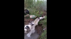 Greyhound has fun fight with water pipe at farm field in Vietnam