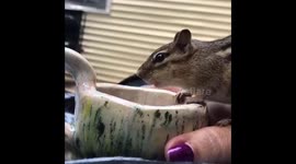 Trusting chipmunks