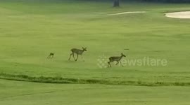 Adorable baby deer has zoomies