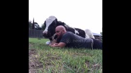 Mississippi Moo is MAD! Farmer has to console his cow