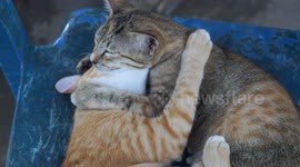 Two lovely adorable love cats hugging and kissing each other.