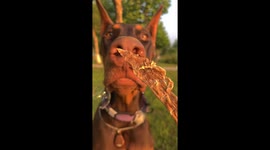 Doberman drools in anticipation at prospect of getting snack