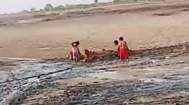 Fifteen cows stuck in muddy pond rescued by villagers in western India