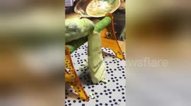 Forpus bird falls asleep in the middle of a massive mango meal