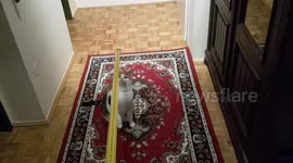 Teasing my cat with a tape measure