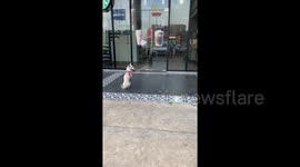 Dog waits patiently for owner getting lunch in Starbucks in Thailand