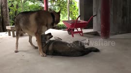 2 wolves playing together in Chiang Mai