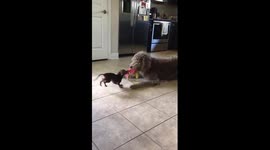 Tiny dog attempts to steal huge best friends toy