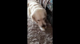 This Dog loves Sponges