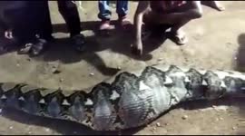 Townspeople catch goat-eating python in Indonesia