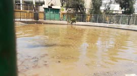 Family Hippo Hides Under Water