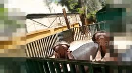 Little Boy Adored By Feeding Family Hippo