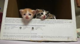 Funny Born Kitties On Bed