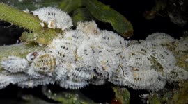 The citrus mealybug, Planococcus citri. Female mealy bugs are wingless