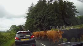 Dashcam footage of cattle and dogs