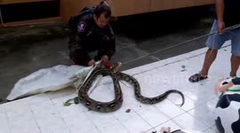 Prankster dumps 15-foot-long python at police station where boss is afraid of snakes