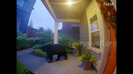 Black bear walks between houses, spotted by doorbell camera