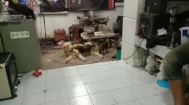 Doggy Plays With Pet Pigs