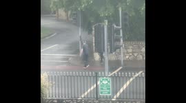 Leopardstown Locals save ducks!