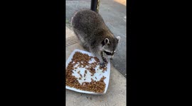 Mask bandit steals kitty food!