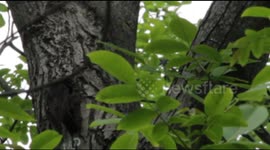 Starling flies into the hollow