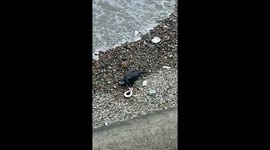 Cormorant struggles to devour eel after it puts up a fight on London's South Bank