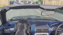 Labrador wedding guests run late for the ceremony