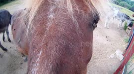 A pony in the mountain range of Madrid