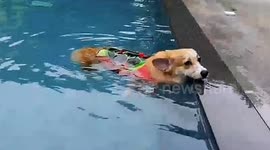 Corgis Uses Nose To Rest On Pool Edge