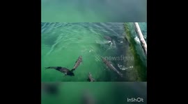 What a wonderful Fish to see