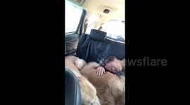 Adorable moment grandmother and golden retriever cuddle up on road trip in Thailand