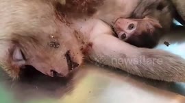 Baby monkey suckles milk from dying mother after she 'shielded it in fall from building'