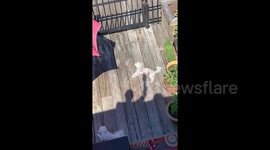 Shadow pup-pets! Confused dog thinks his neighbour’s shadow is stroking him