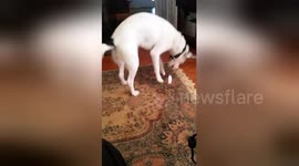 Newsflare Edit - Chasing the carpet sunset