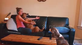US dog learns how to trust fall with his owners