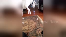 Confused US dog launches attack on beam of sunlight on carpet