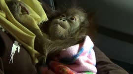 Smugglers caught with £78,000 worth of endangered animals in Indonesia