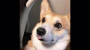 temp