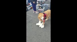 Service dog brings his stuffed animal to his owner