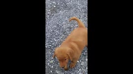 Picking out the puppy that is going to be part of your family