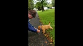 Puppy can't figure out how to drink from a water bottle