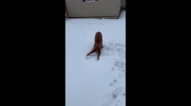 Puppies first time in the snow