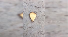 Dozens of ants move biscuit together in China