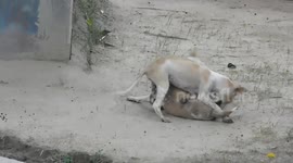 Dog do funny things catch on camera