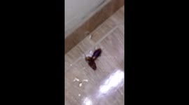 barata comendo a outra