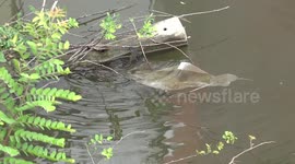 A strange and fishy tale about a fish tail.