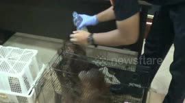 BEACUKAI DUMAI FAILED THE THREE CHILDREN'S CONSTRUCTION OF UTAN FOREIGNS